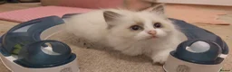 Ragdoll cats for sale: RAGDOLLS BICOLOUR GIRL BLUE EYES READY NOW  - Advert 4