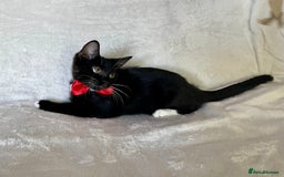 Mixed Breed cats for sale: 😻🐱Meet our adorable Little Princess - Image 7