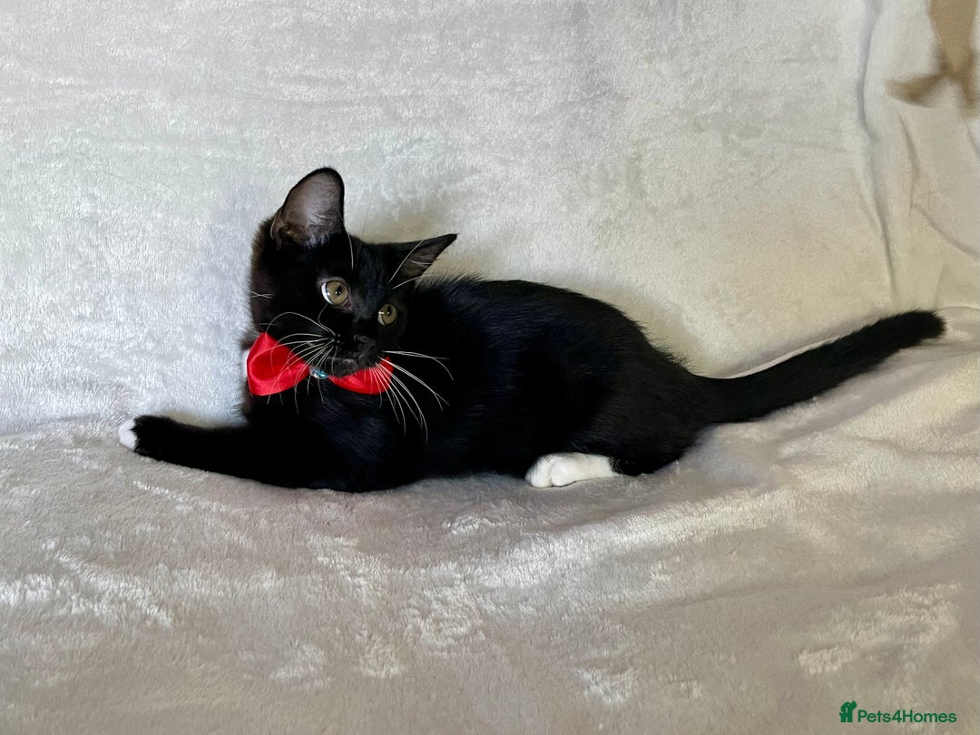 Mixed Breed cats for sale: 😻🐱Meet our adorable Little Princess - Image 7