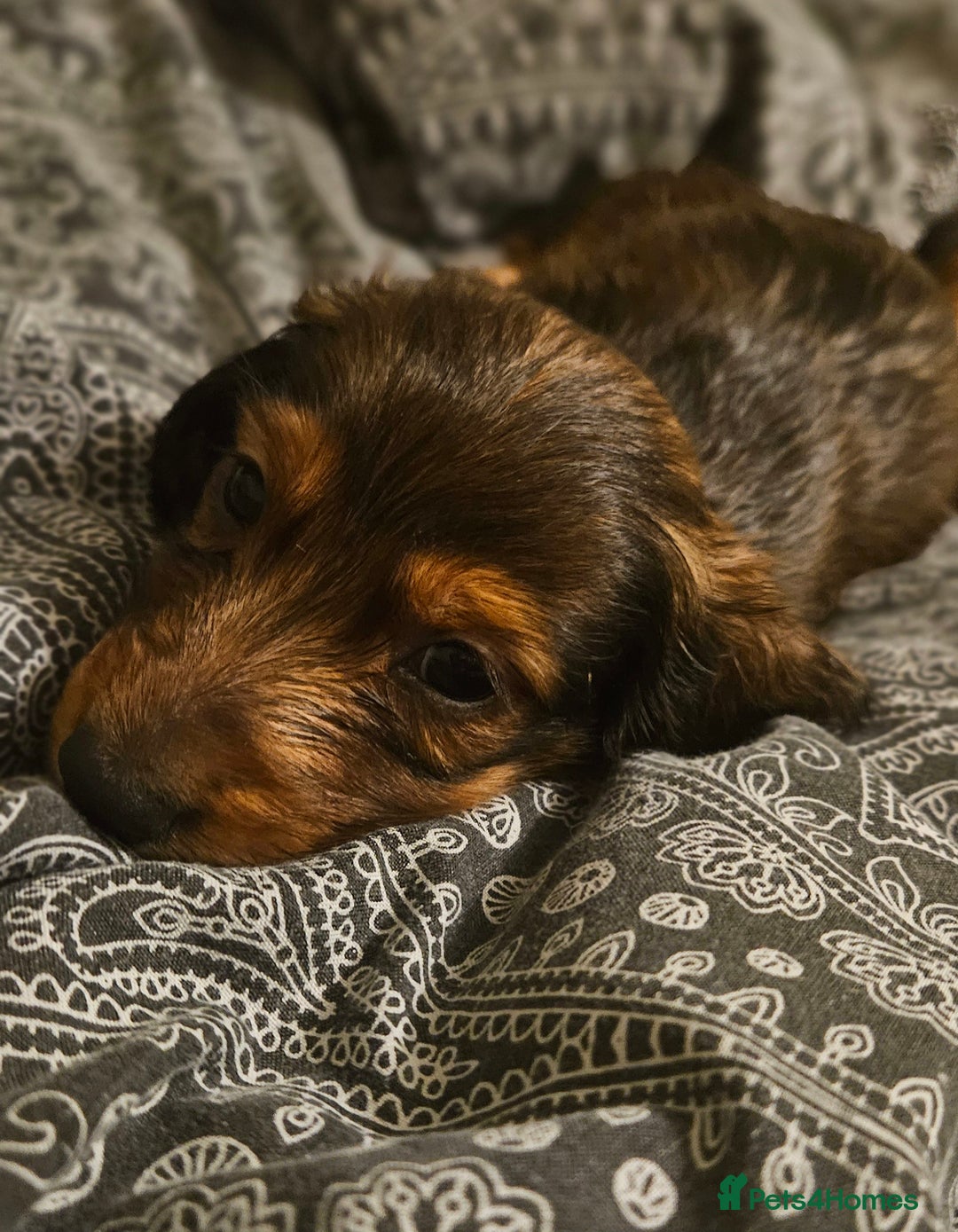 Miniature Dachshund dogs for sale: Longhaired miniature puppies - Advert 8