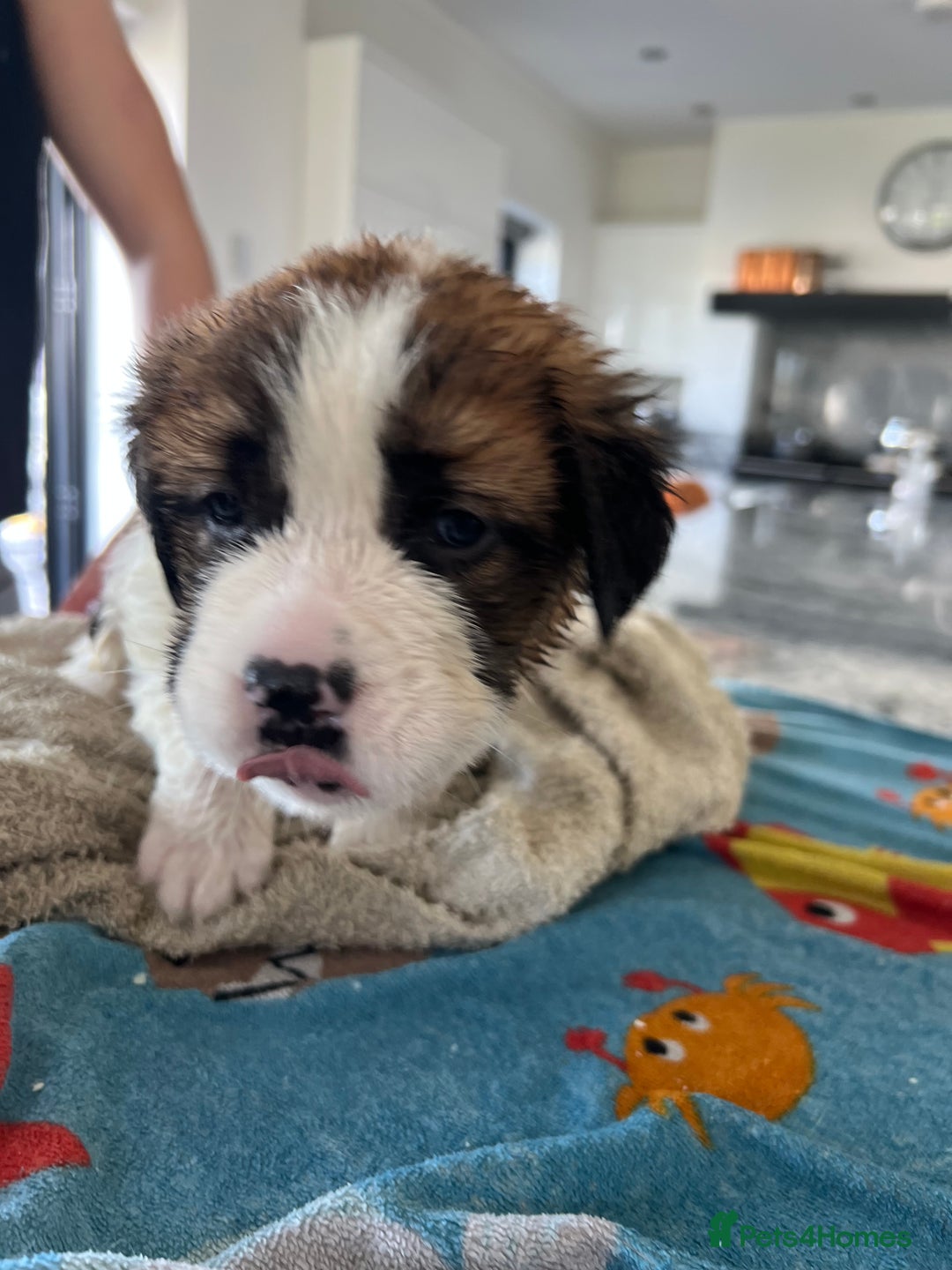 Saint Bernard dogs for sale: KC Registered St. Bernards For Sale! - Image 18