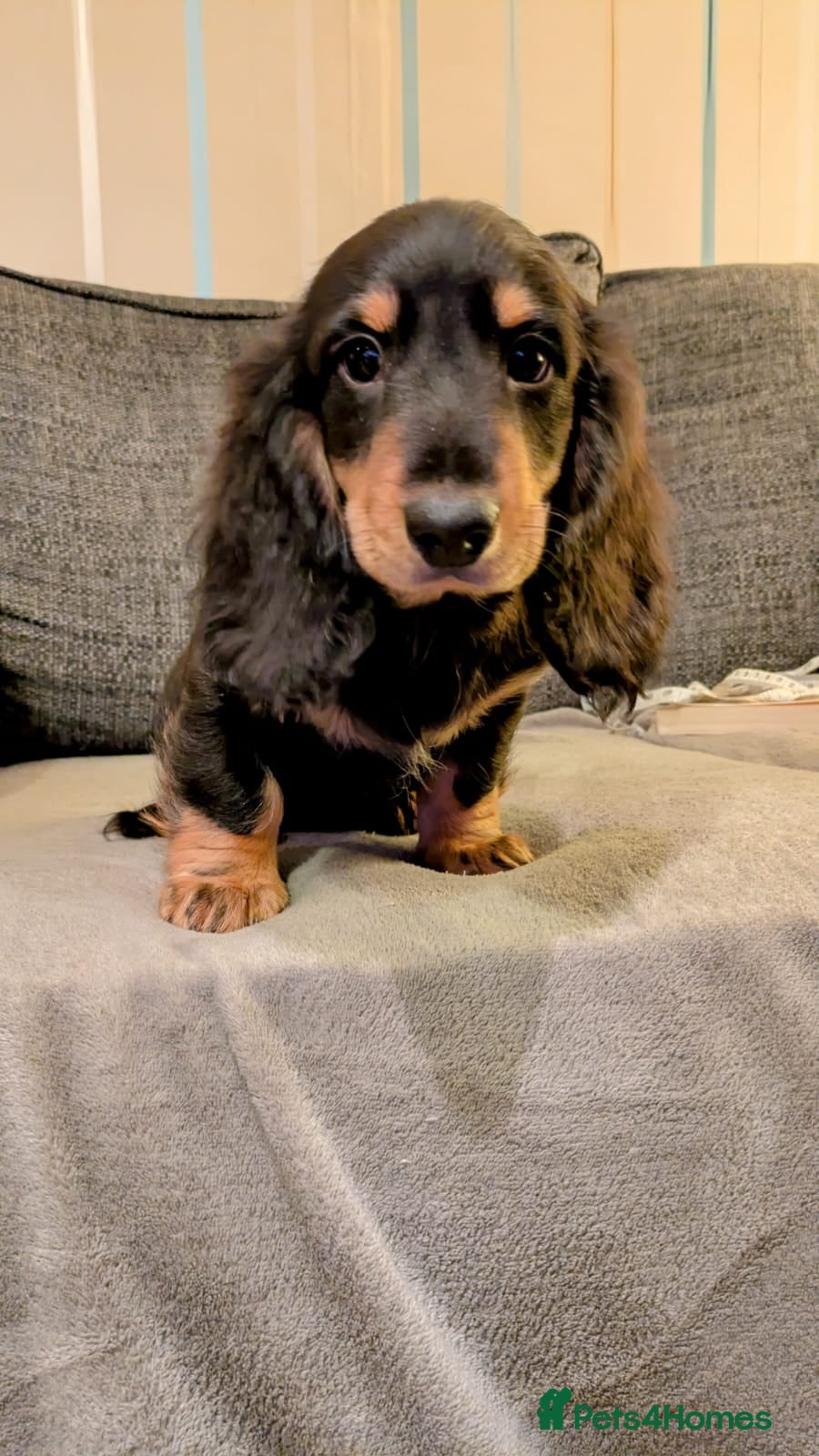 Dachshund dogs Stunning Long Haired Dachshund Puppies  - Advert 1