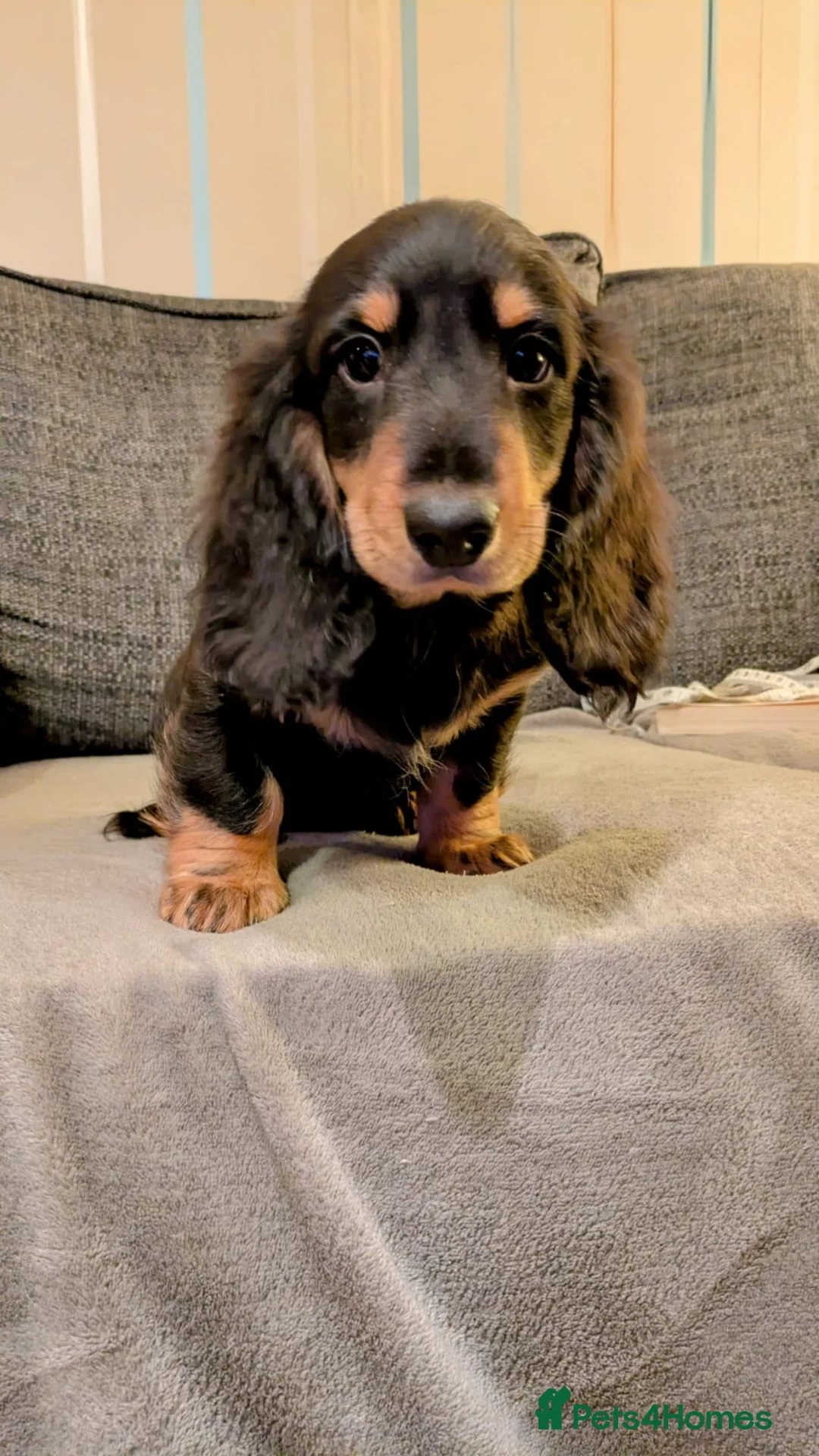 Dachshund dogs for sale: Stunning Long Haired Dachshund Puppies  - Advert 1