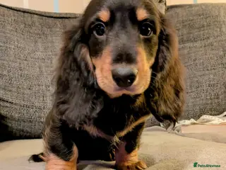 Dachshund dogs Stunning Long Haired Dachshund Puppies - Advert 1