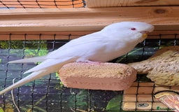 Budgerigars birds for sale: Young budgerigars for sale. - Image 26