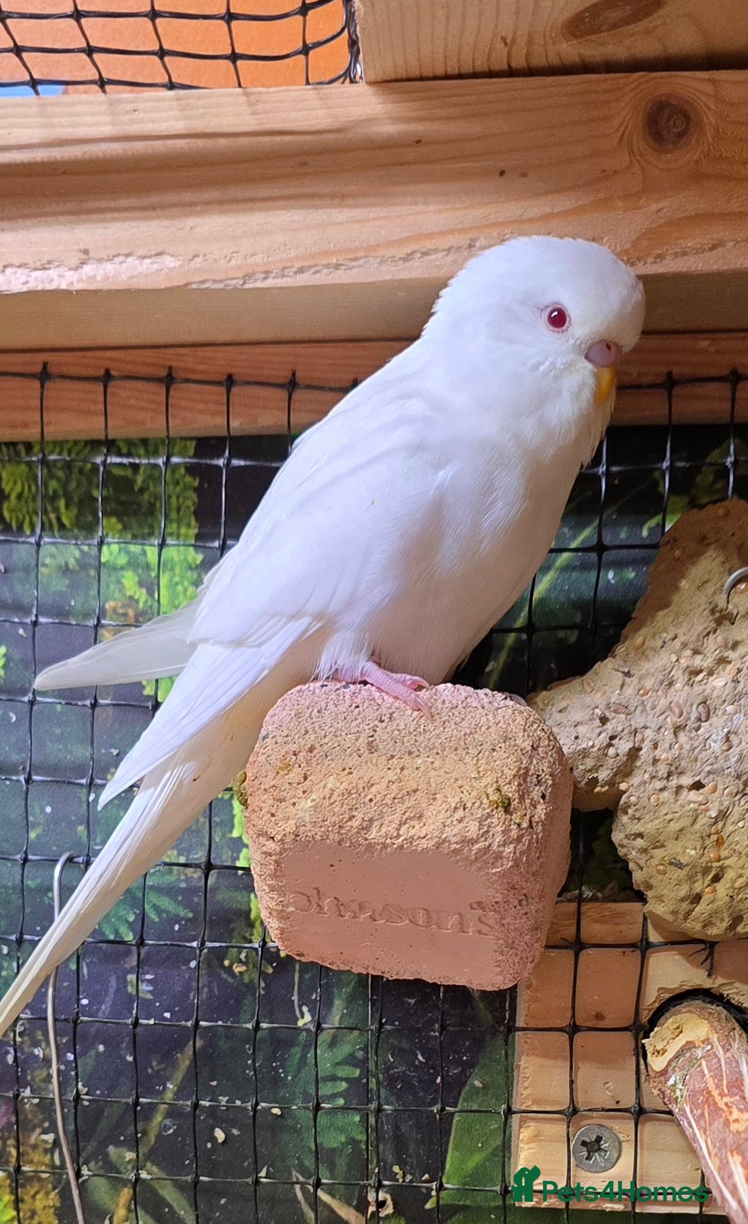 Budgerigars birds for sale: Young budgerigars for sale. - Image 26