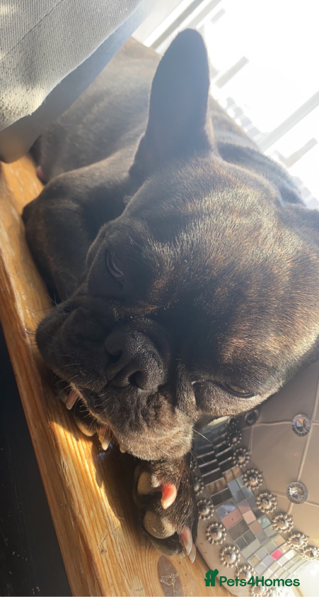 French Bulldog dogs for sale: French bulldog  - Image 2