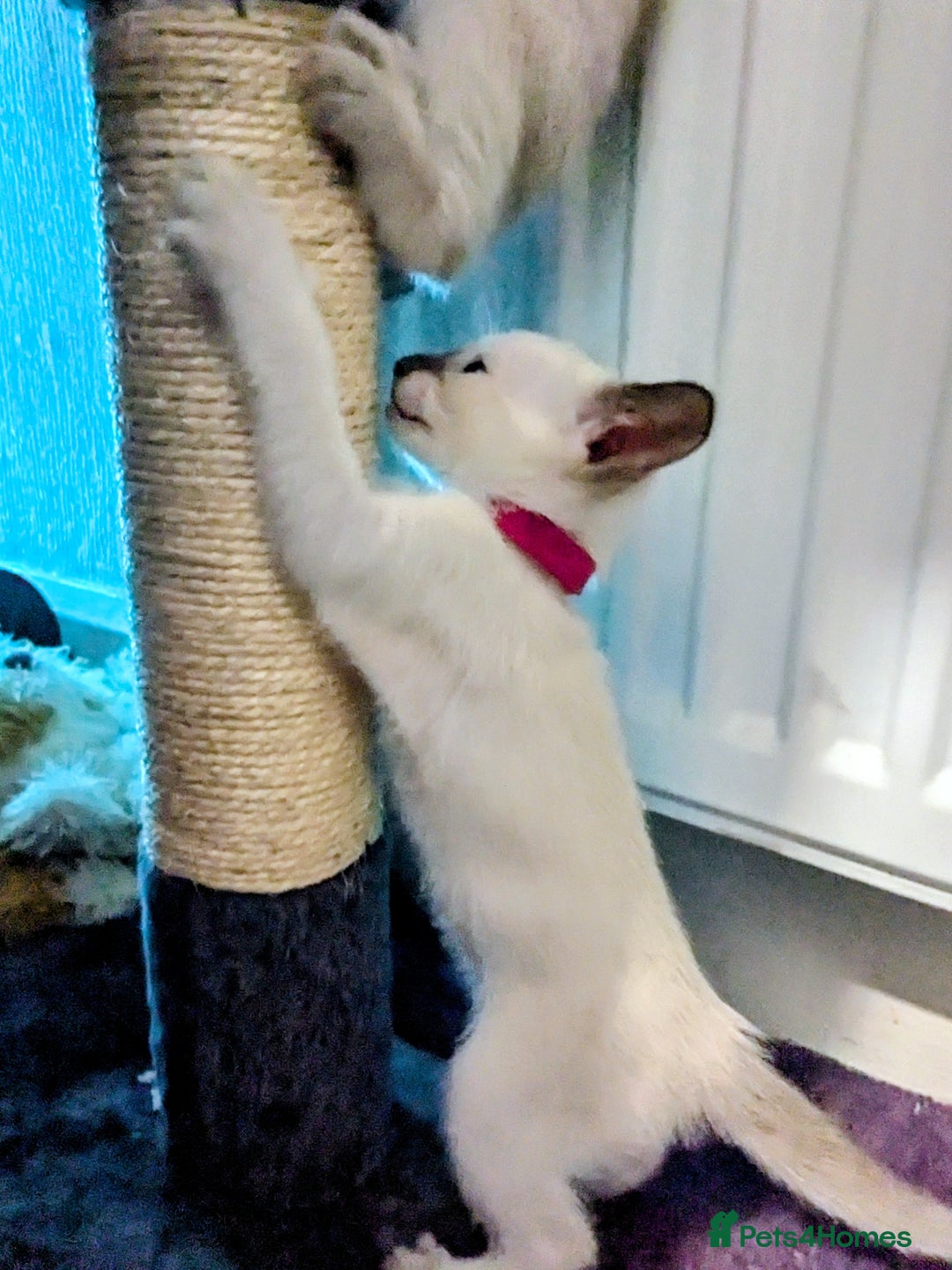 Siamese cats for sale: 6 little monkeys 🩷🩵 - Advert 8