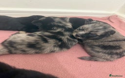 Pomchi dogs for sale: 3/4 Pomeranian  - Image 13