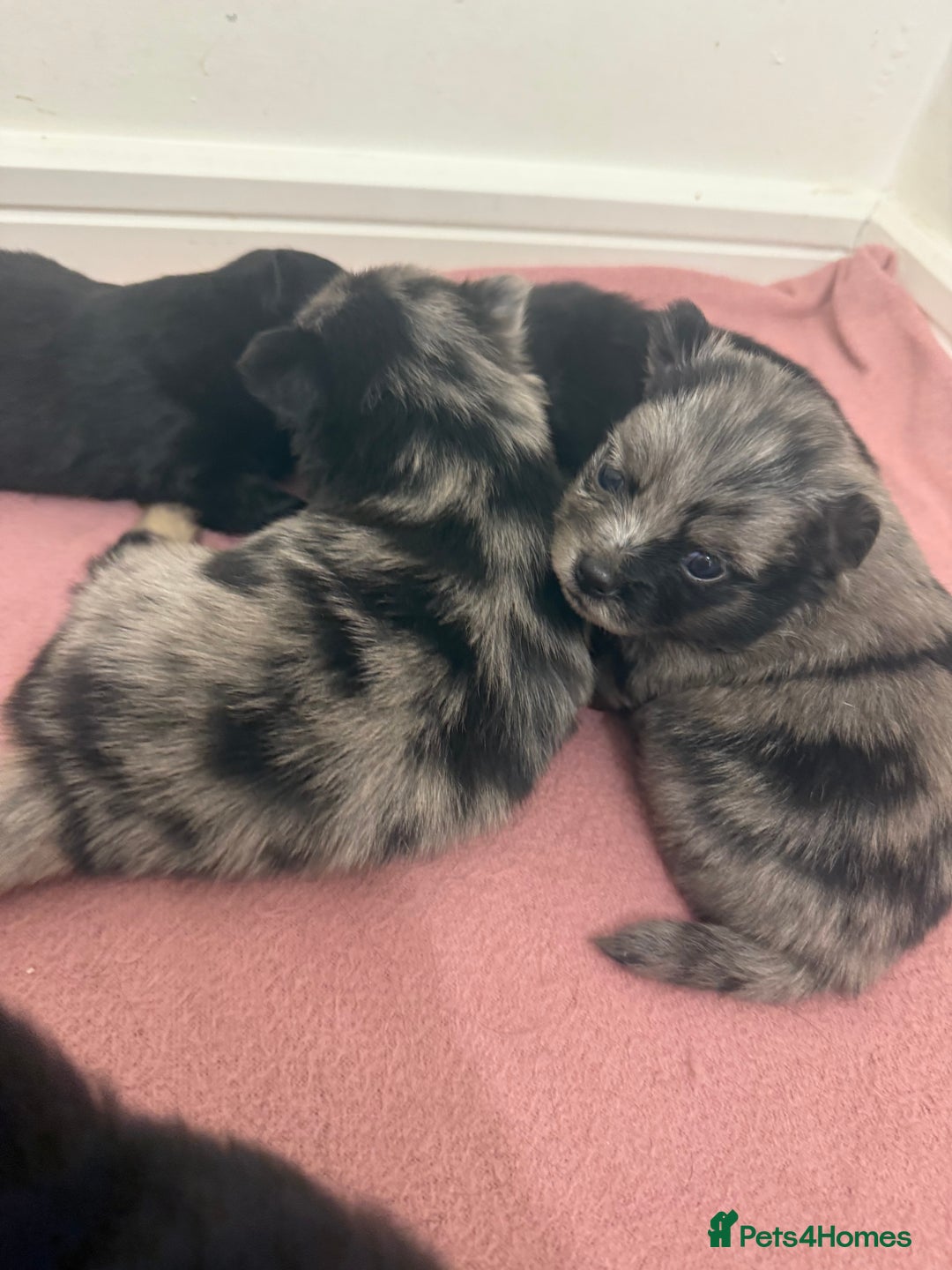 Pomchi dogs for sale: 3/4 Pomeranian  - Image 13