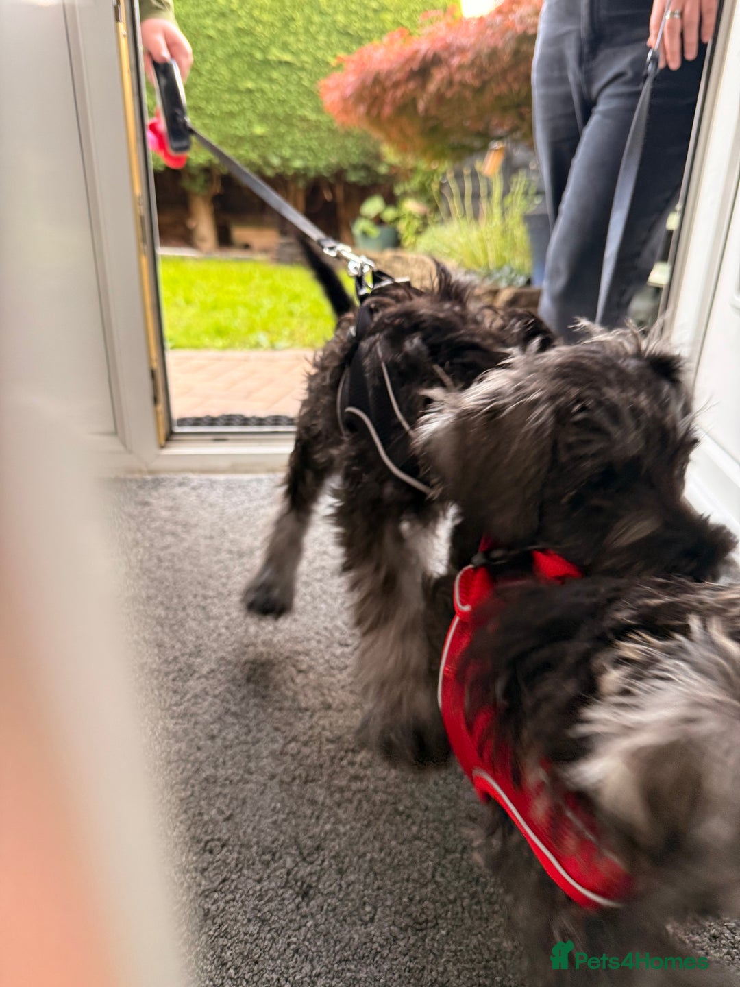 Miniature Schnauzer dogs for sale: Ready for our forever home’s miniature schnauzers  - Image 40
