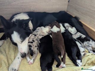 Border Collie dogs ISDS&KC REGISTERED BORDER COLLIE /MERLE PUPS - Advert 2