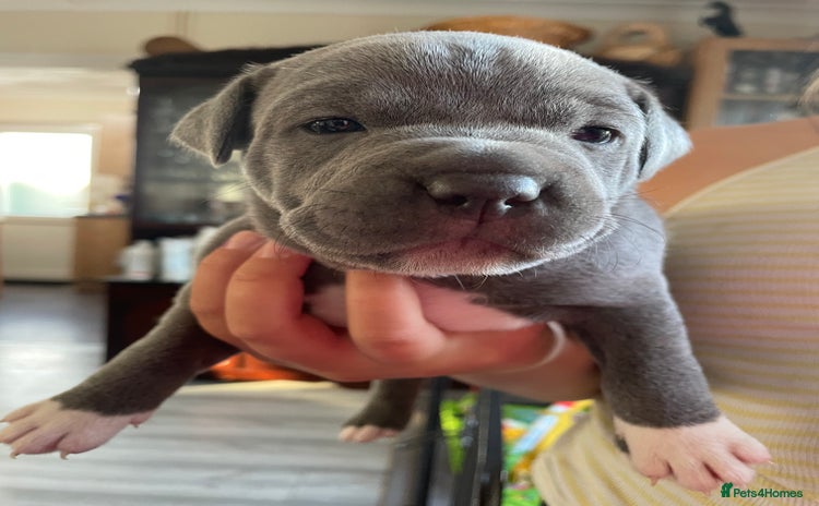 Staffordshire Bull Terrier dogs - Advert 2
