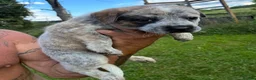 Australian Cattle Dog dogs for sale: Discover the Joy of Owning an Australian Cattles in Birmingham - Advert 4
