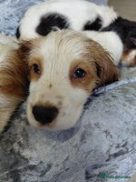 Sprocker dogs *BEAUTIFUL SPROKER PUPPIES * - Advert 6