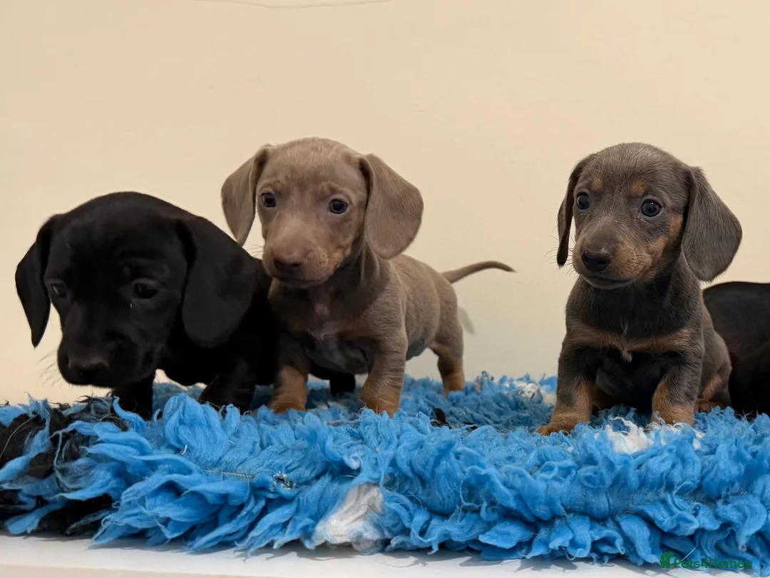 Miniature Dachshund dogs for sale: Miniature dachshund puppies in Marlborough - Advert 6