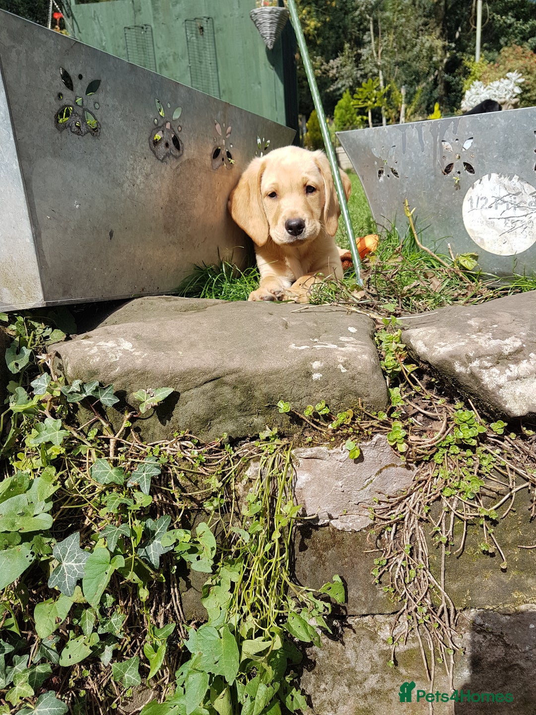 Labrador Retriever dogs for sale: KC Registered Labrador puppies  - Image 36