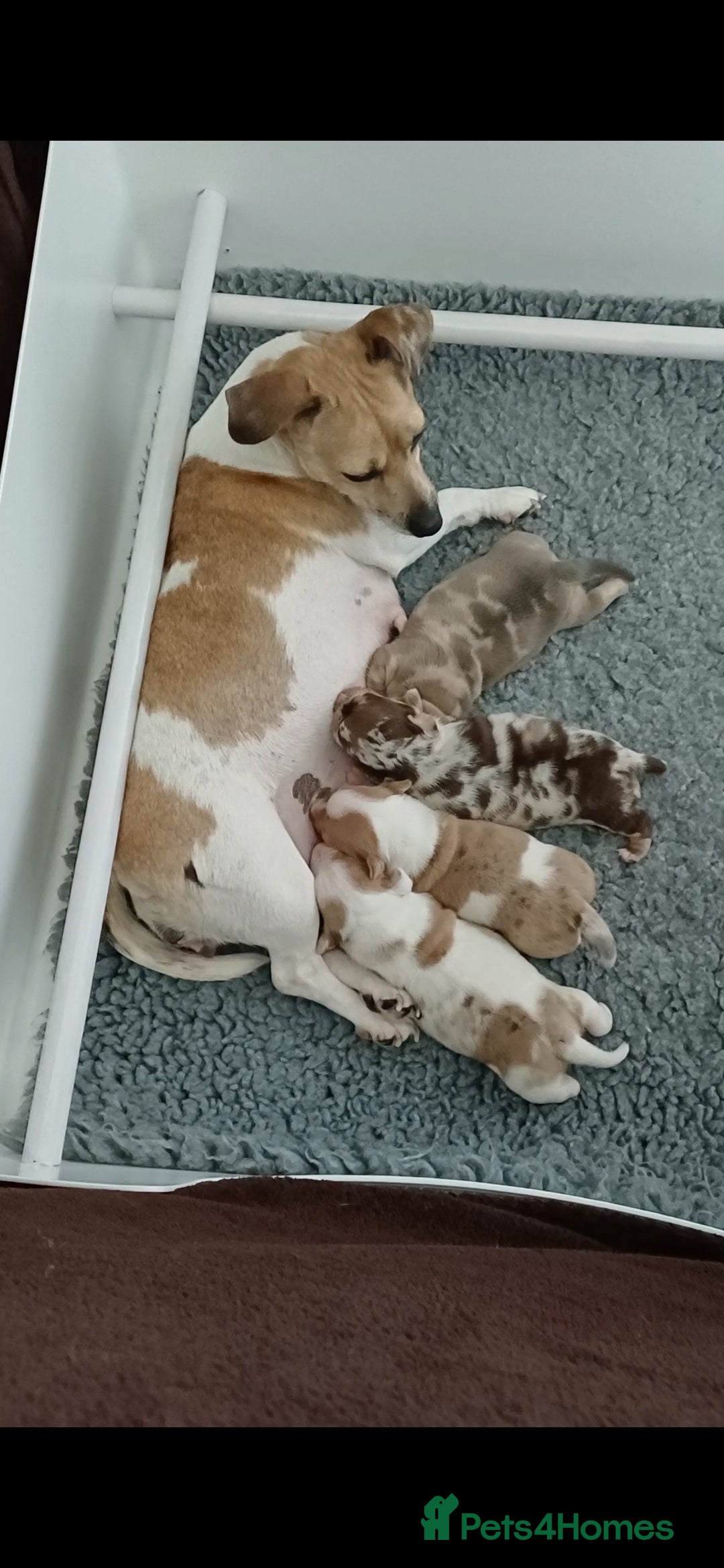 Jack Russell dogs for sale: Beautiful male puppy - Image 4