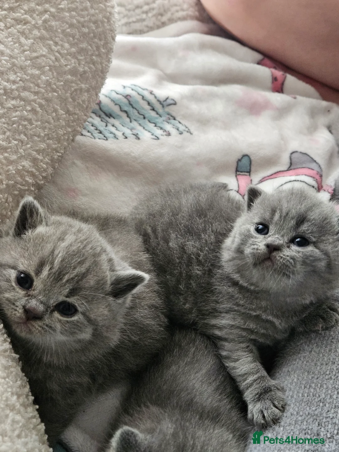 British Shorthair cats for sale: Champion British Shorthair Kittens GCCF Pure Breed - Advert 6