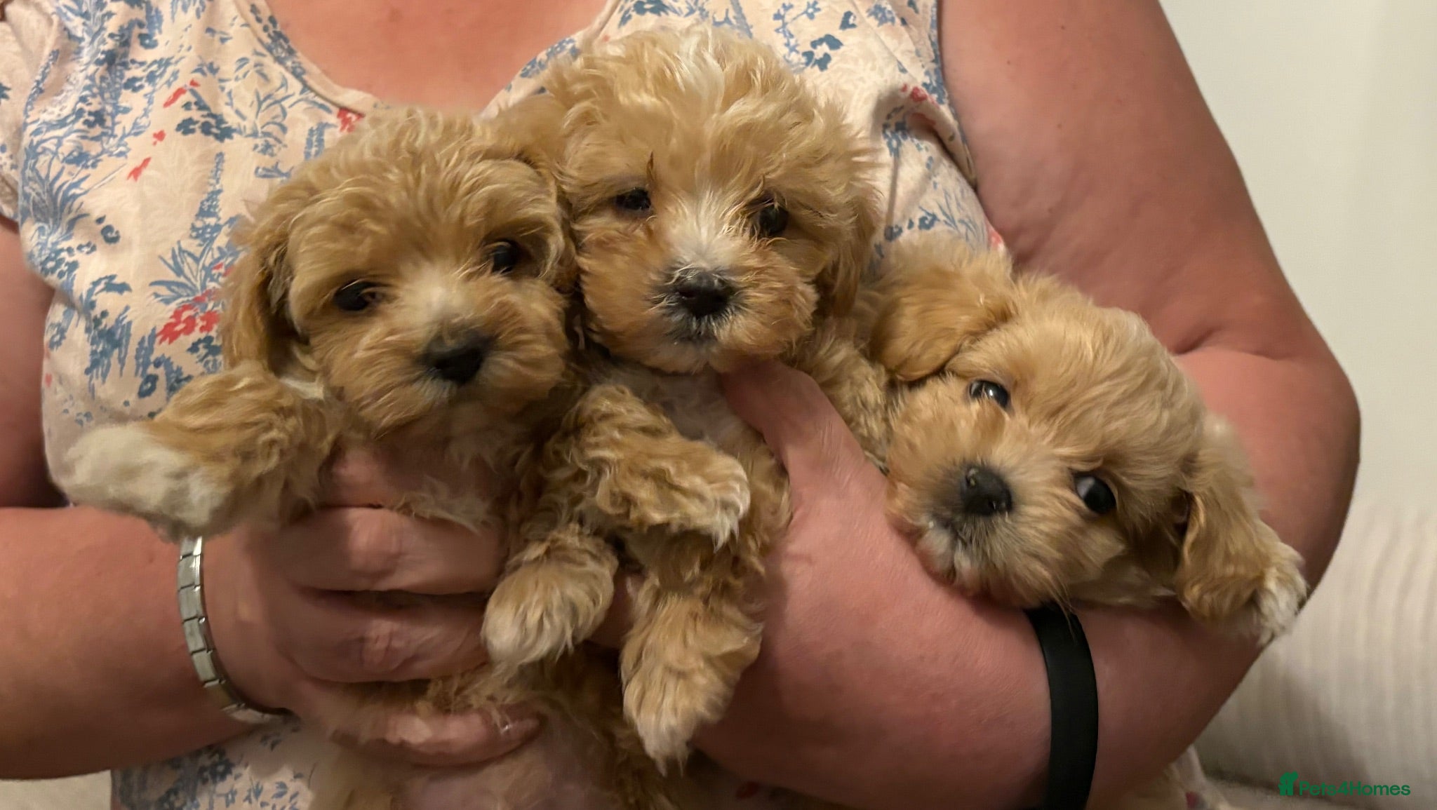 Maltipoo dogs Ready Sunday!! Beautiful Maltipoo pups ❤️❤️ - Advert 1