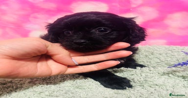 Cavapoo dogs - Advert 9