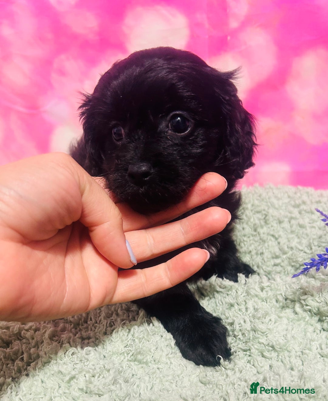 Cavapoo dogs for sale: F1 cavapoo puppies 🐶 🩵💜 - Image 2