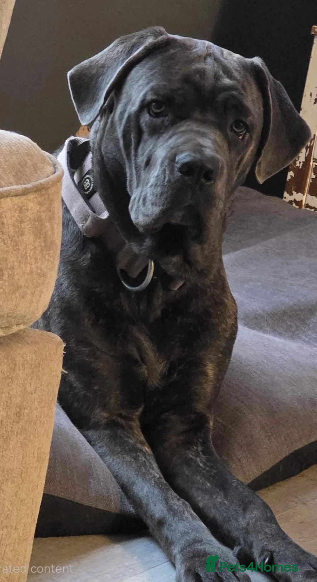 Cane Corso dogs for sale: Exceptional Cane Corso Puppies – Elite Bloodlines. in Nottingham - Advert 2