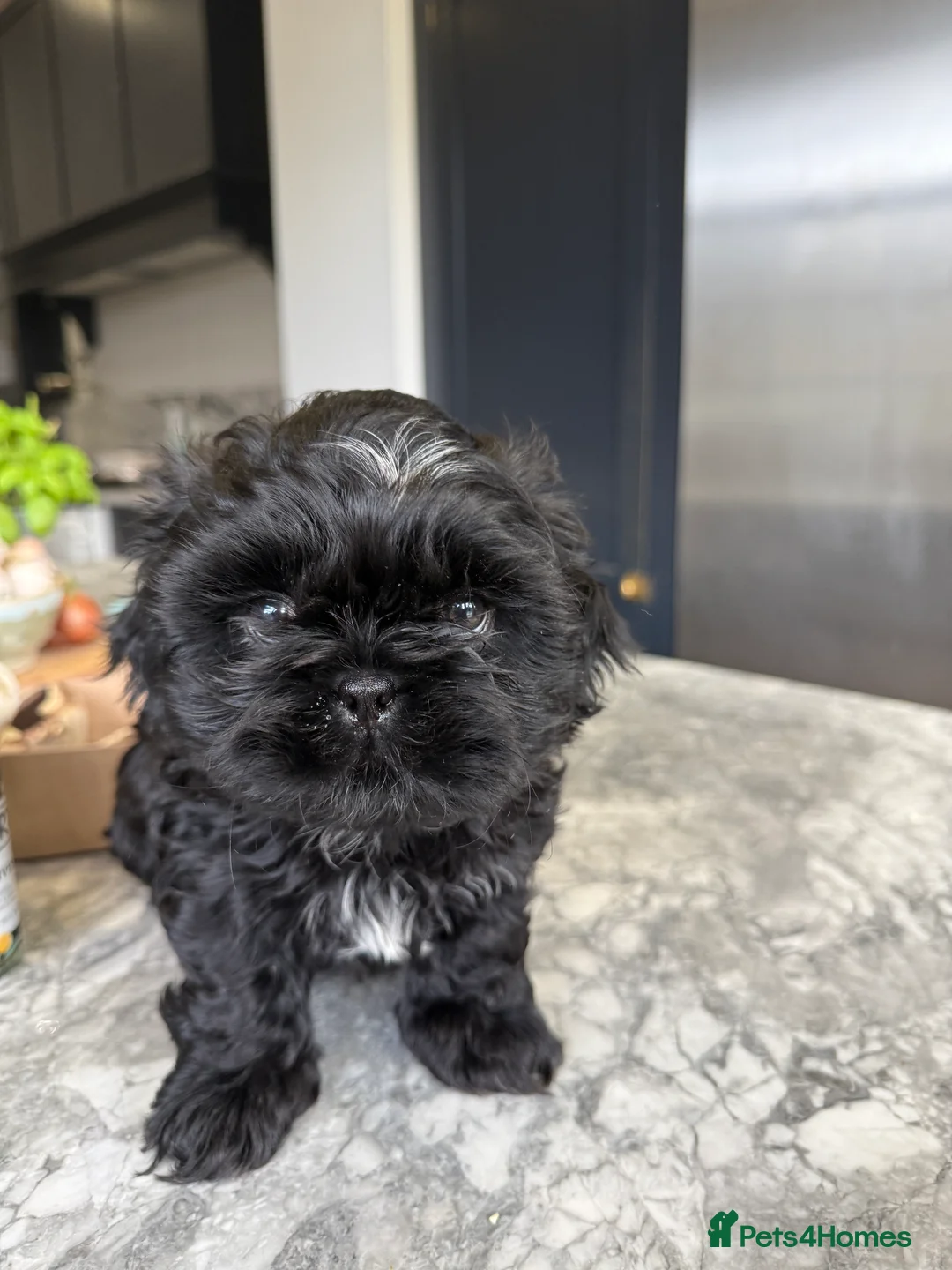 Shih Tzu dogs for sale: Shih Tzu Beauties, Imperial lines - Advert 13