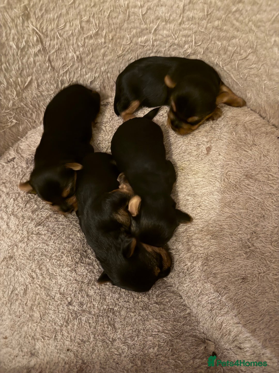 Yorkshire Terrier dogs for sale: Yorkshire terrier puppy’s  - Image 2