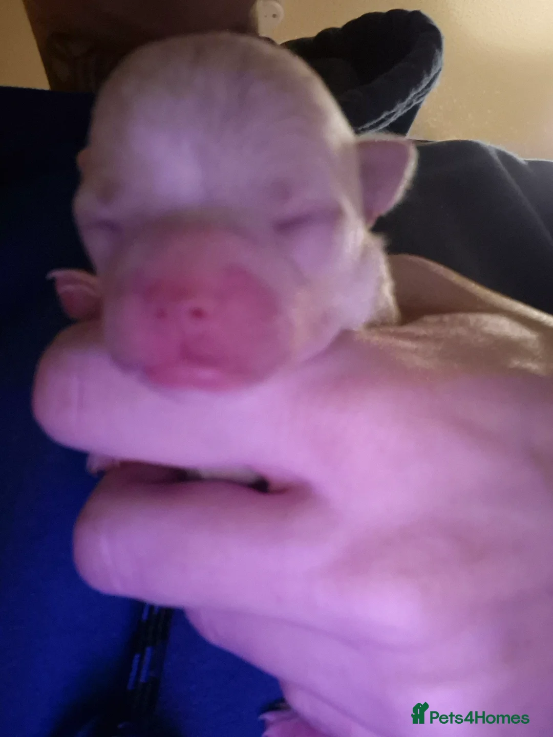 Chihuahua dogs for sale: 3 females pups for sale - Advert 12