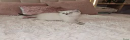 Scottish Fold cats for sale: Tica full pedigree scottish fold kittens london  - Advert 25