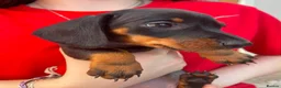 Miniature Dachshund dogs for sale: 4 Miniature Dashund Boys READY NOW in Blackburn - Advert 4