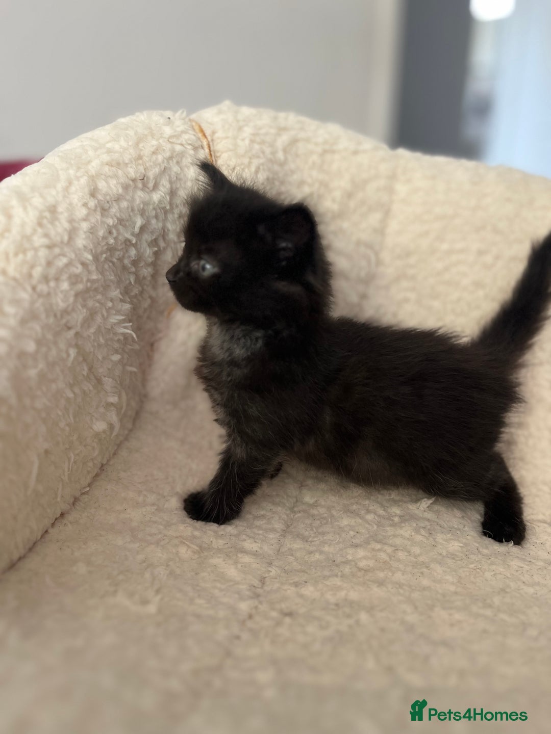 Domestic Shorthair cats for sale: kittens - Image 13