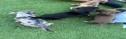 Jackshund dogs for sale: Jackhounds in Weston-super-Mare - Advert 5