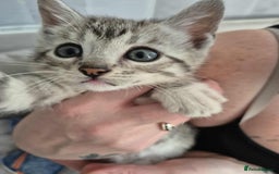 Mixed Breed cats for sale: Mixed bengal kittens  - Image 23