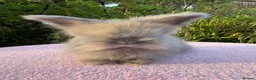 Angora rabbits for sale: Beautiful Angora Babies ready this week - Advert 4