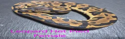 Python Snake reptiles for sale: Various Ball Python Hatchlings - Advert 3