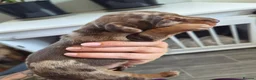 Miniature Dachshund dogs for sale: Gorgeous litter of miniature Dachshunds 🤎 - Advert 13
