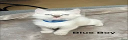 Ragdoll cats for sale: 😻Pure Ragdoll Kittens looking for loving home ❤️ - Advert 24