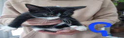 Mixed Breed cats for sale: Mixed litter of kittens - Advert 2