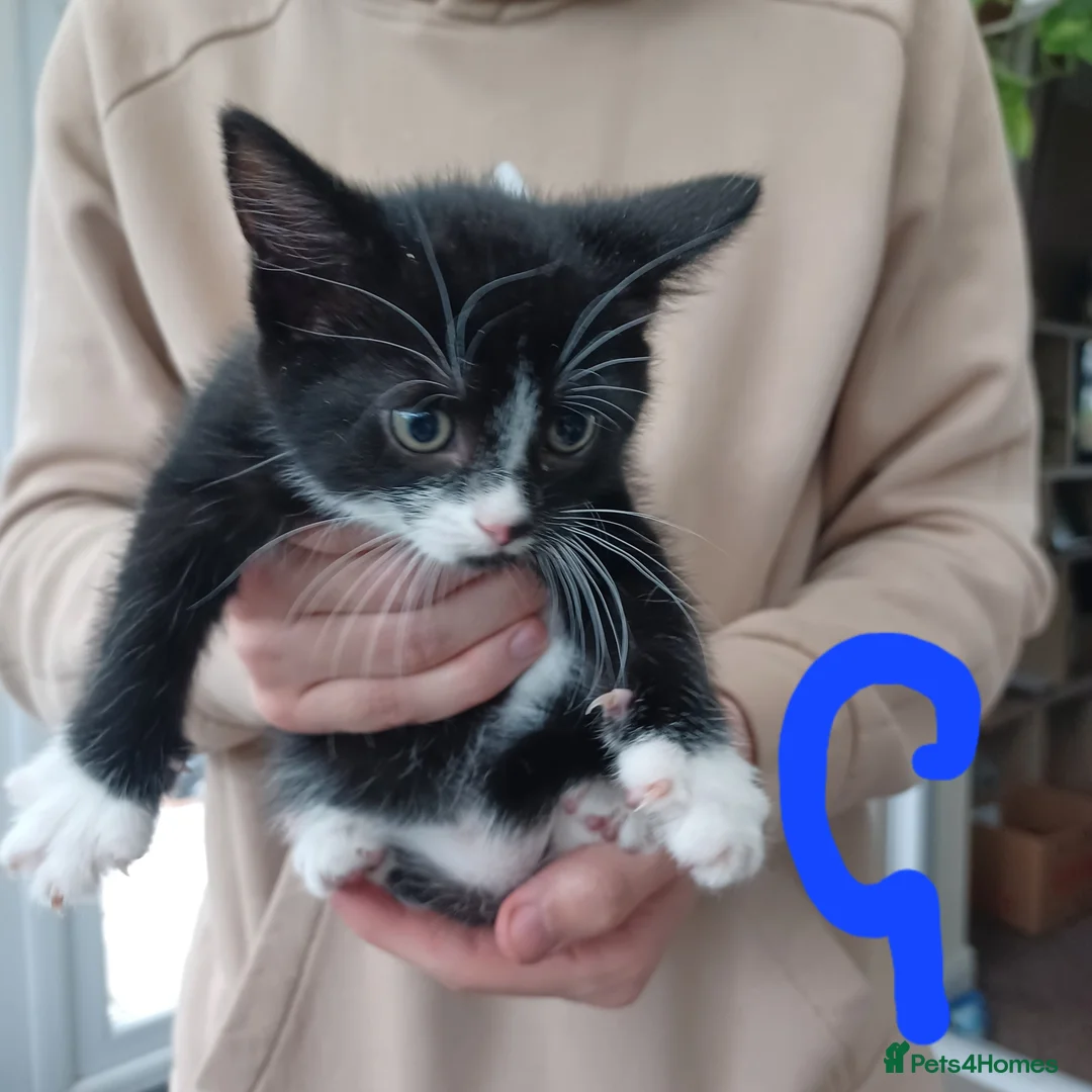 Mixed Breed cats for sale: Mixed litter of kittens - Advert 2