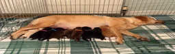 Labrador Retriever dogs for sale: Labrador Retriever Puppies For Sale - Advert 9