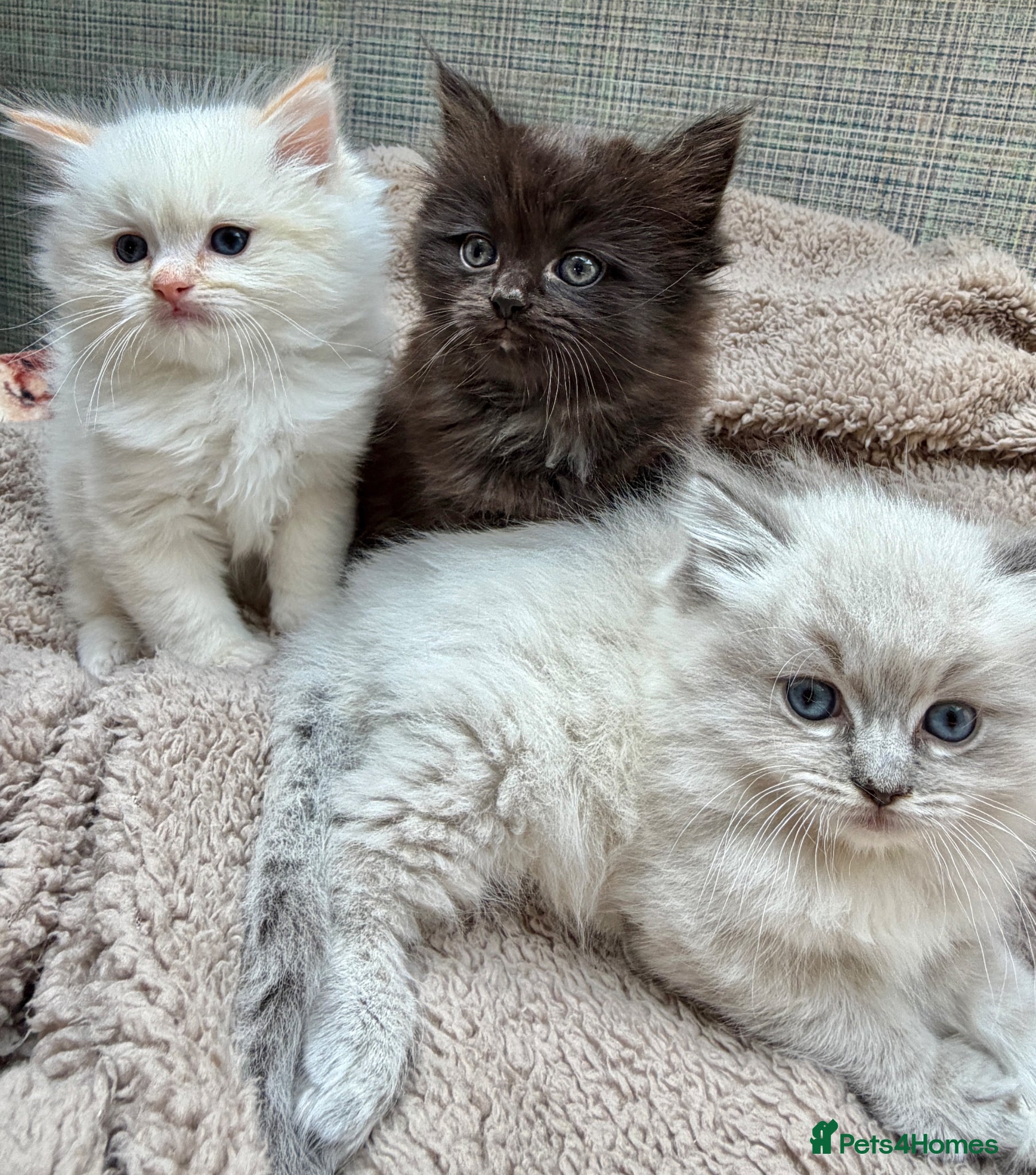 Ragdoll cats 3 Ragdoll Kittens 🤍 - Advert 2