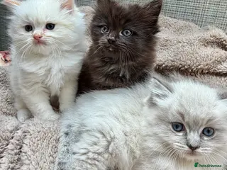 Ragdoll cats 3 Ragdoll Kittens 🤍 - Advert 2