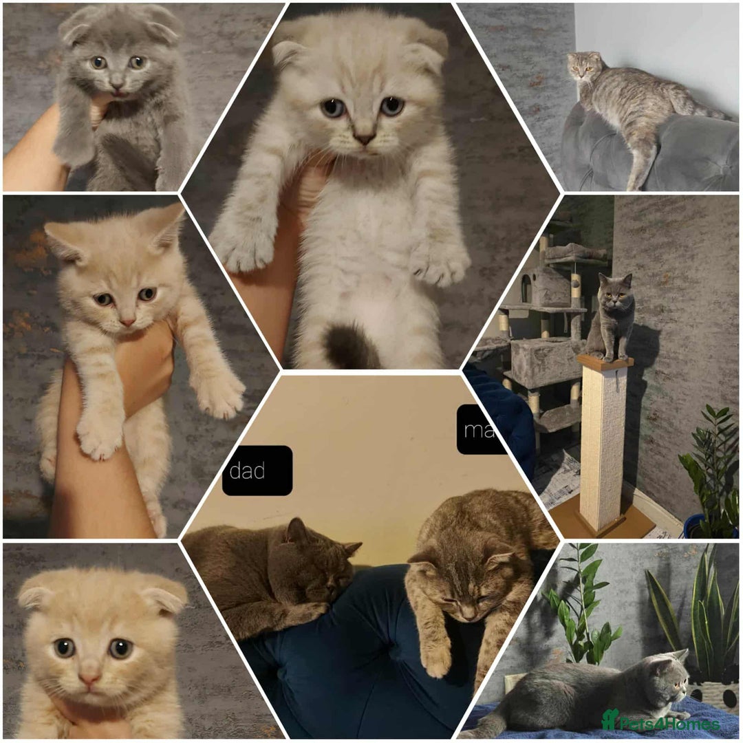 British Shorthair cats for sale: British shorthair kittens and scotish fold  - Image 31