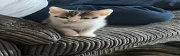 Mixed Breed cats for sale: Kittens for sale - Advert 2