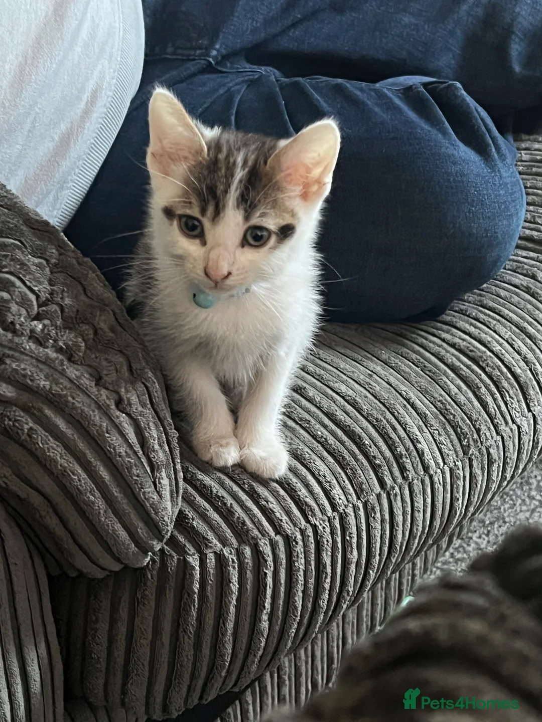 Mixed Breed cats for sale: Kittens for sale - Advert 2