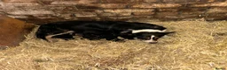 Mixed Breed dogs for sale: Border Collies x German shepherds for sale  - Advert 7