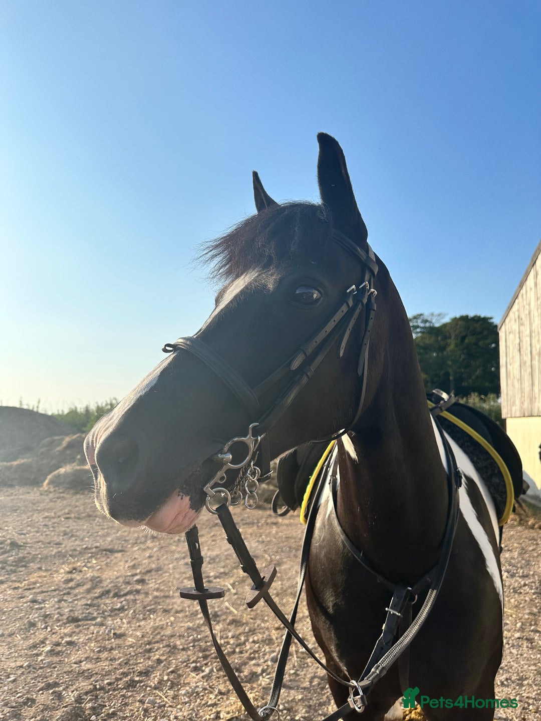 Other Breed horses for sale: Cob /Welsh pony  - Image 1