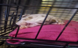 English Bulldog dogs for sale: Beautiful lilac merle female - Advert 10